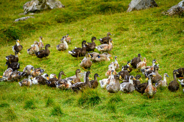 Faroe Island, Kingdom of Denmark