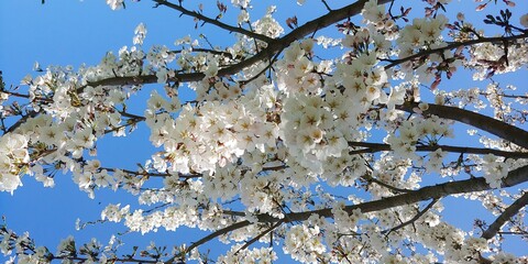 blooming cherry tree