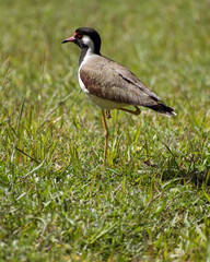 brown & black bird in ground with green grass lapwing 