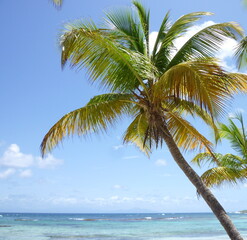 Fototapeta na wymiar a palm tree on the Capesterre beach on the Marie Galante Island in Guadeloupe (France), June