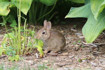 Baby rabbit caught in the act of eating leaves from a plant with chewed off flower stems and few remaining leaves