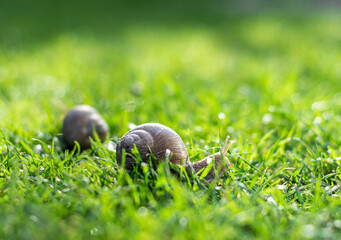 Two snails crawling on green grass in the garden