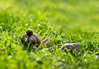 Two snails crawling on green grass in the garden