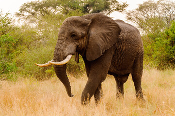 Fototapeta na wymiar It's African elephant eats from the tree