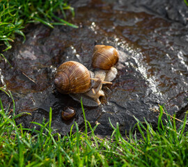 Two snails crawling on green grass in the garden