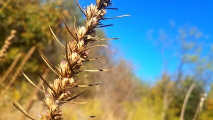 golden wheat field in summer