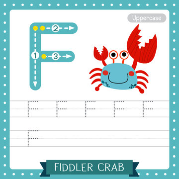 Letter F uppercase tracing practice worksheet. Fiddler Crab
