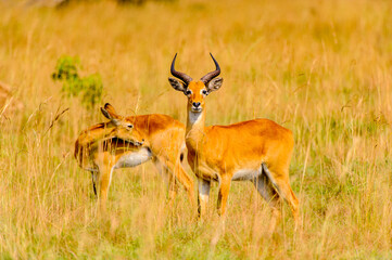 Naklejka na ściany i meble It's Antelope in Uganda, Africa