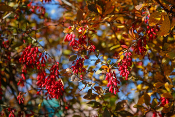 beautiful autumn nature background, decorative berberis branches