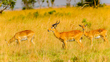 It's Antelope in Uganda, Africa