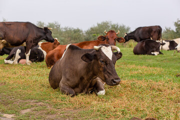 Rural cows graze on a green meadow. Rural life. Animals. agricultural country