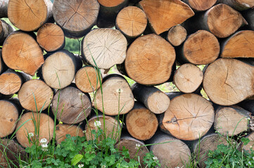 Fototapeta premium Pile of wood logs ready for winter