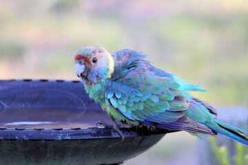 Wild Mallee Ringneck (Barnardius zonarius barnardi) at birdbath, South Australia