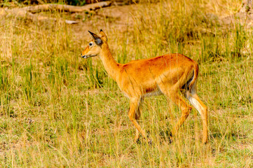 It's African antelope in Uganda