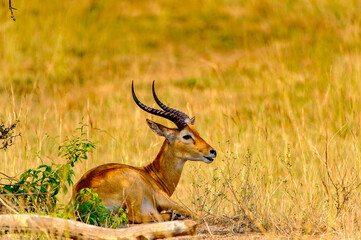 It's Antelope in Uganda, Africa
