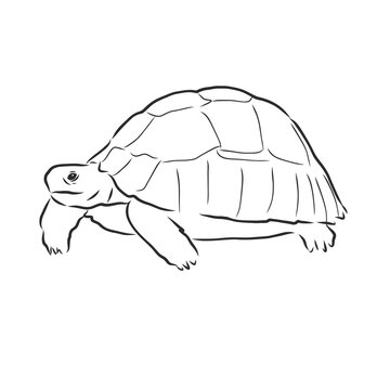 Graphical tortoise isolated on white background,vector illustration, tattoo animal . turtle, vector sketch illustration