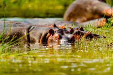 It's Hippopotamus in the river in Uganda, Africa