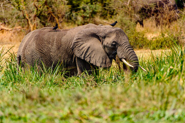 Naklejka na ściany i meble It's Couple of the elephant in Africa, Uganda
