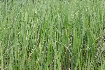 green grass background