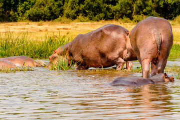 It's Hippopotamus in the river in Uganda, Africa