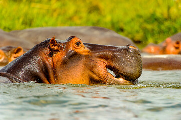 It's Hippopotamus in the river in Uganda, Africa