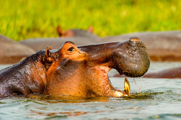 It's Hippopotamus in the river in Uganda, Africa