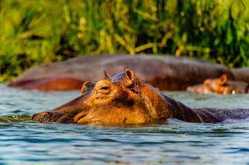 It's Hippopotamus in the river in Uganda, Africa
