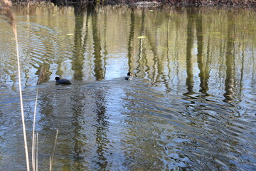 ducks in the lake