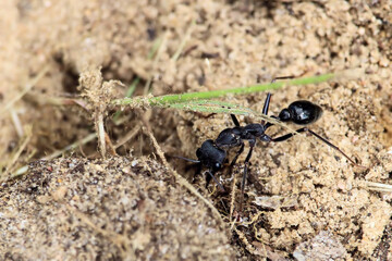 Black Bull Ant (Myrmecia pyriformis) major worker  repairing nest entrance, South Australia