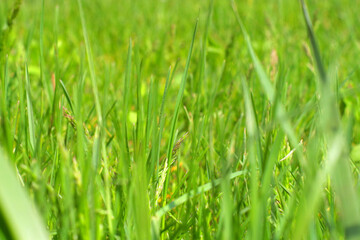 Fototapeta na wymiar Green grass partially in defocus. Green grass close-up. 