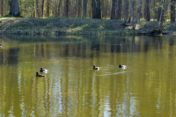 ducks on the lake