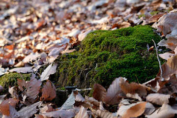 moss. Heoninneung Royal Tombs in Seoul, South Korea. Heoninneung is the grave of the King of the Joseon Dynasty.
