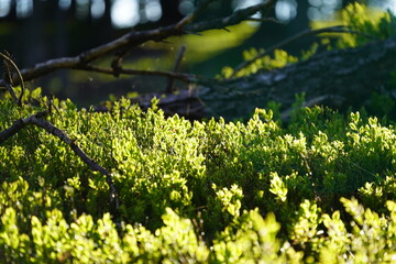 in the forest on the morning the sunlight on the plants from the huckleberry