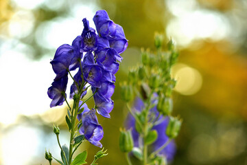 Close-up of bloom of Aconitum napellus also known as aconite, monkshood, wolf's-bane, leopard's...