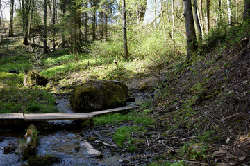 river in the forest