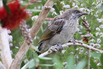 Little Wattlebird fledgling (Anthochaera chrysoptera) in Bottlebrush tree, South Australia