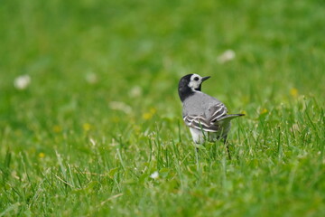 wagtail in green grass is looking for insects and worms