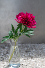 Beautiful scarlet peony in a transparent vase on a gray background