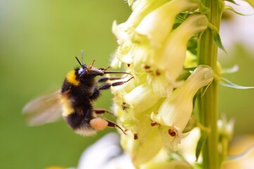 bee on a flower