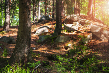 .Beautiful pine forest with mountain stones and bright sunlight shining through the trees