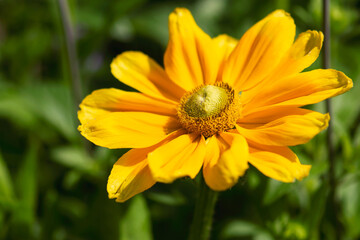 Yellow Rudbeckia Flower