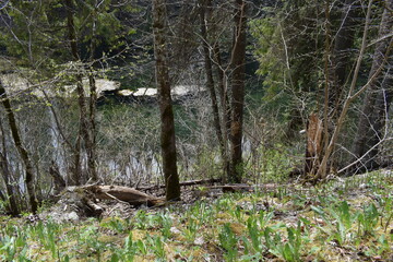 wild duck in the woods