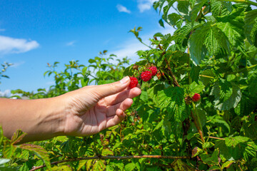 Girl on a bright sunny summer day picks red ripe raspberries from a green bush