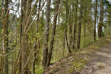 footpath in the forest