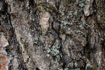 tree bark texture