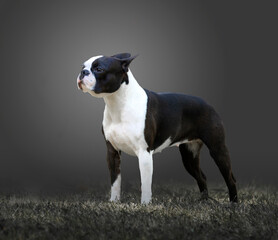 Boston terrier black and white in profile with dark gray background