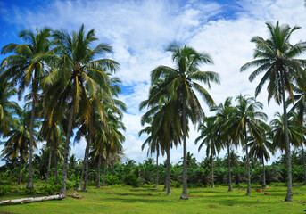 Coconut tree in tropical island