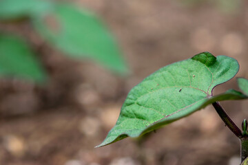 Bean Plant Leaf