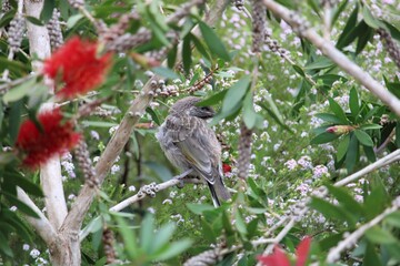 Little Wattlebird fledgling (Anthochaera chrysoptera) in Bottlebrush tree, South Australia