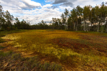 Swamp on a sunny day in great colors